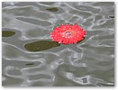 IMG_5378a.JPG