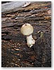 IMG_7591.JPG