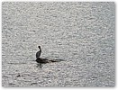 IMG_0575b.JPG