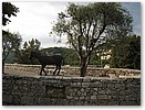 IMG_8946.JPG