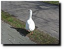P1030956.JPG