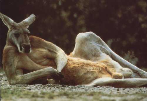 coolanimal.jpg