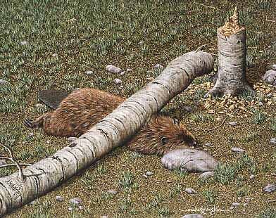 dumbbeaver.jpg