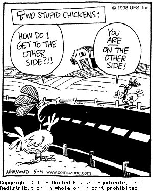 stupidchickens.gif
