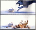 rabbit.jpg