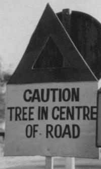 tree_in_center.jpg